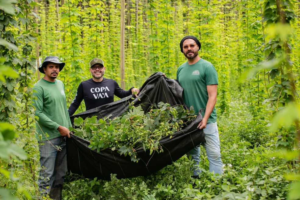 A fazenda de Thiago Lacerda em Petrópolis: foco no lúpulo — Foto: Anna Nogueira/Divulgação