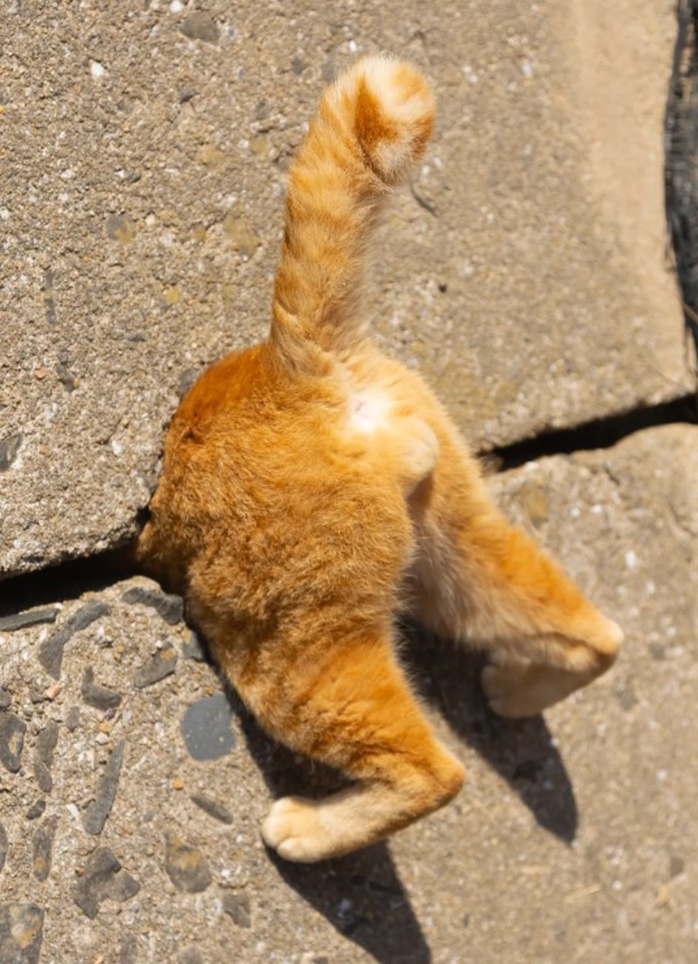 Comedy Pet: gato preso em parede, do Japão — Foto: Divulgação
