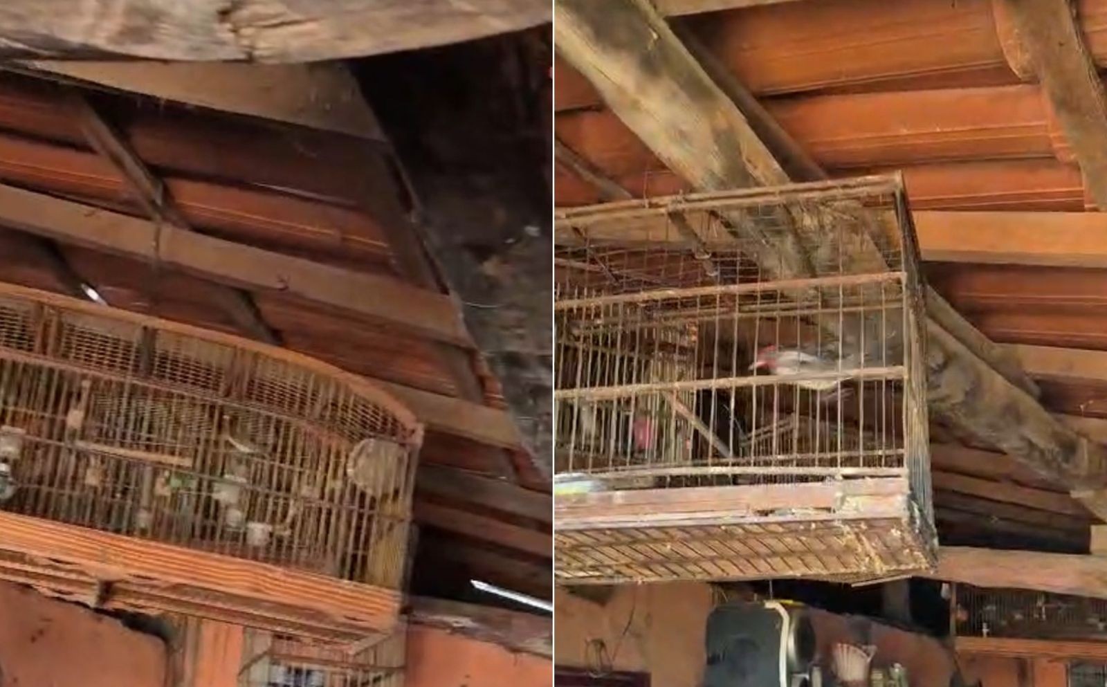 Ação integrada resgata 72 aves mantidas em situação irregular no interior da Bahia