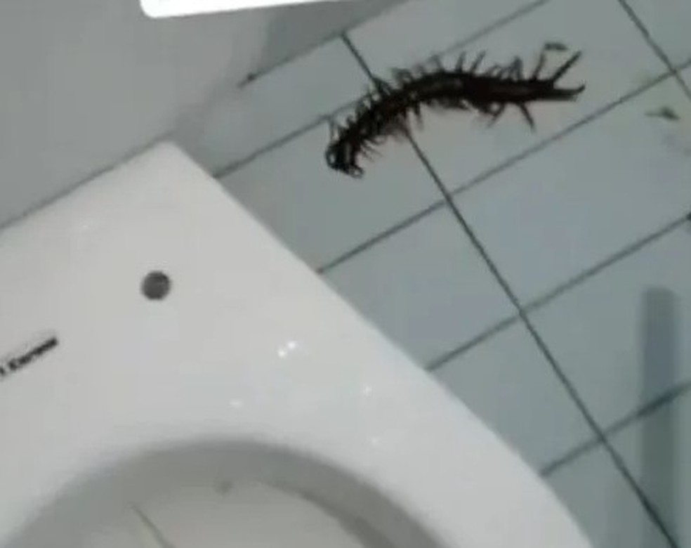 Turista encontra lacraia gigante antes de se sentar em vaso sanitário em quarto de hotel na Colômbia — Foto: Reprodução/Instagram