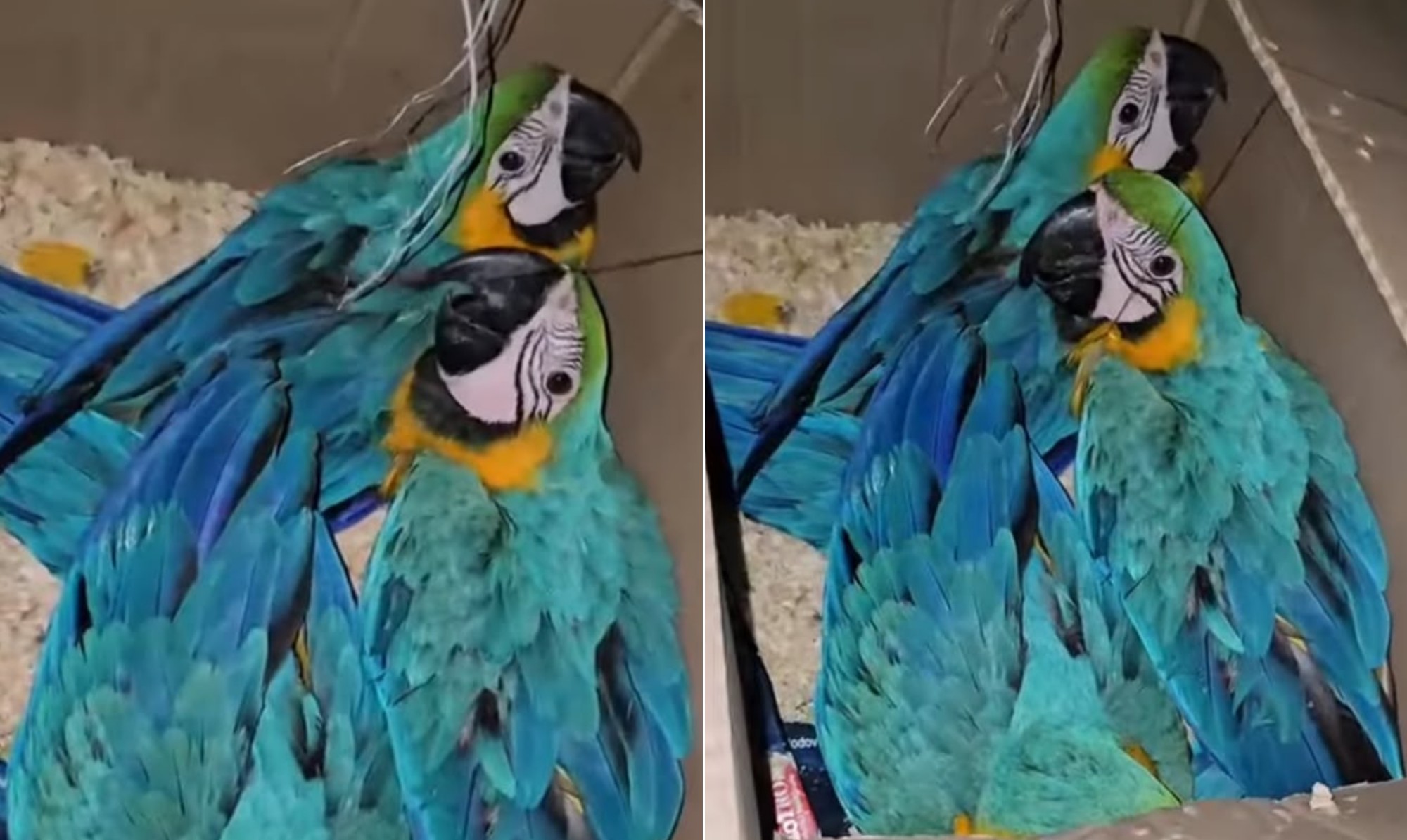 Homem com mandado de prisão em aberto é preso com outros três suspeitos de tráfico de animais em SP