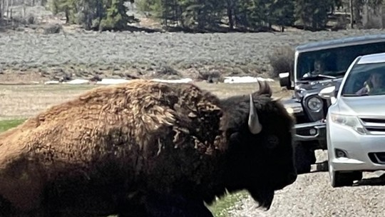 Idosa de 83 anos é chifrada por bisão após se aproximar do animal no Parque de Yellowstone