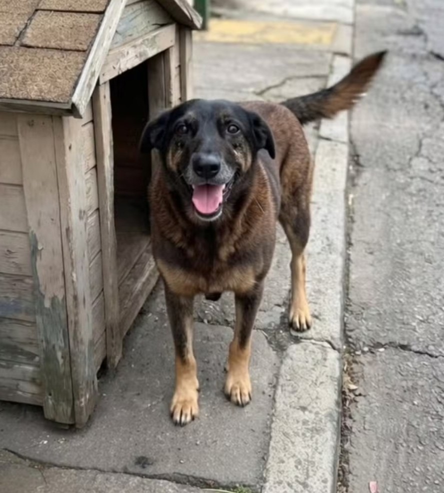 Orelha era um dos cães mascotes da região da Praia Brava, em Florianópolis