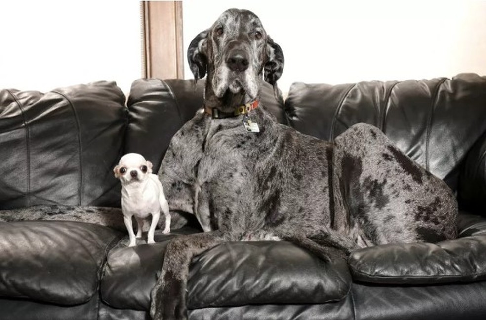 Reggie e Pearl reunidos em Idaho — Foto: Divulgação/Guinness World Records