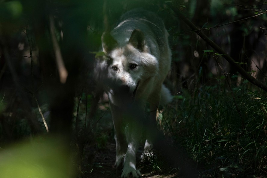Um lobo em uma floresta austríaca: na Índia, ataques frequentes a humanos vêm sendo registrados desde o início do ano
