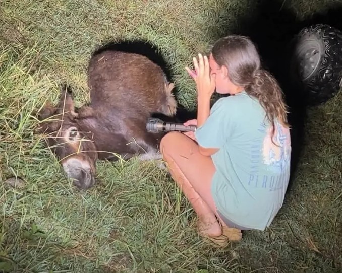 Morte de burro baleado nos EUA gera revolta na web: 