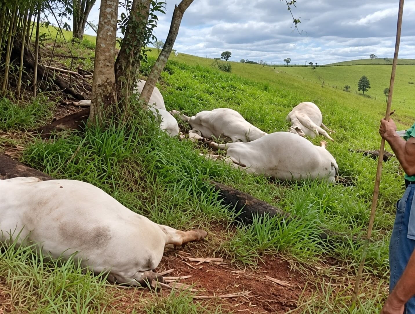 Raio atinge árvore e mata 16 cabeças de gado durante temporal no interior de São Paulo