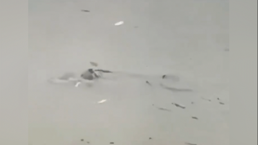 Tubarão é visto nadando em rua inundada durante enchente em Nova Jersey