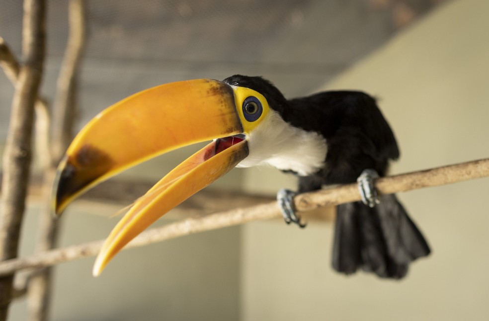 Entre os animais que estão no Cetas aves são maioria. na foto, feita em abril, um tucano  — Foto: Márcia Foletto / Agência O Globo