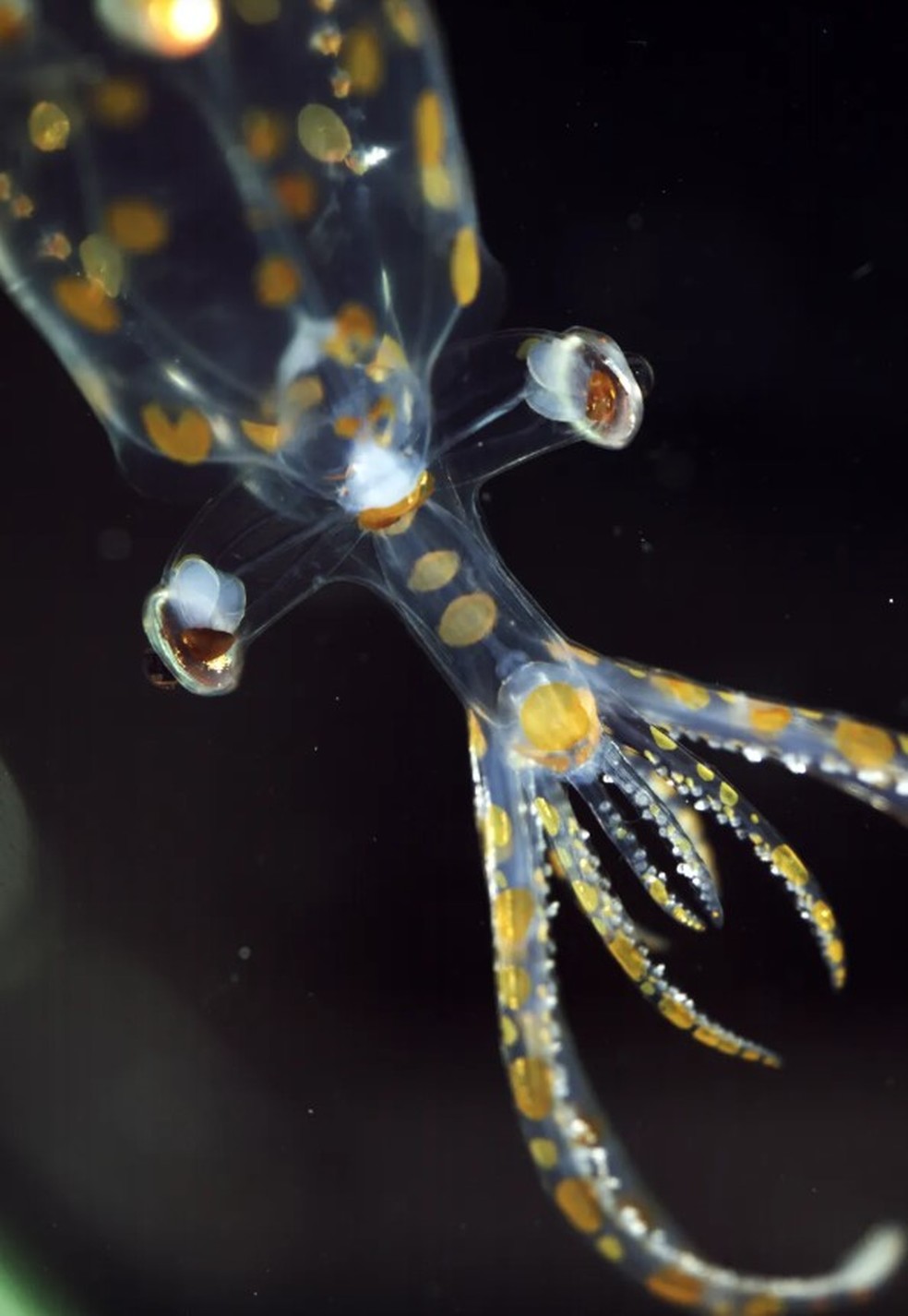 Lula-de-vidro juvenil encontrada na costa do Brasil &mdash; Foto: Reprodu&ccedil;&atilde;o/Schmidt Ocean Institute