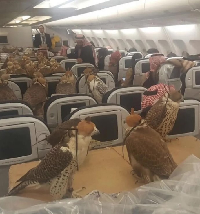 Príncipe saudita viraliza ao reservar 80 assentos para seus falcões-peregrinos em voo