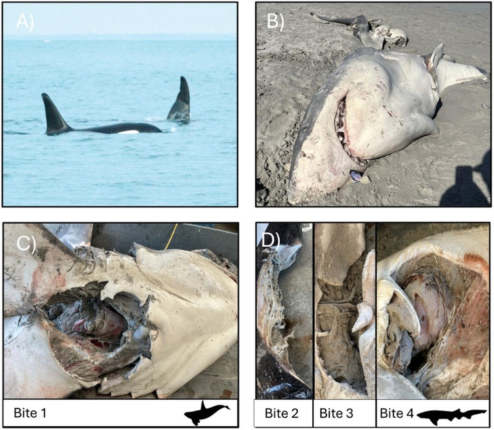 Orcas est�o por tr�s da morte de tubar�o-branco na Austr�lia � Foto: Reprodu��o/Ecology and Evolution