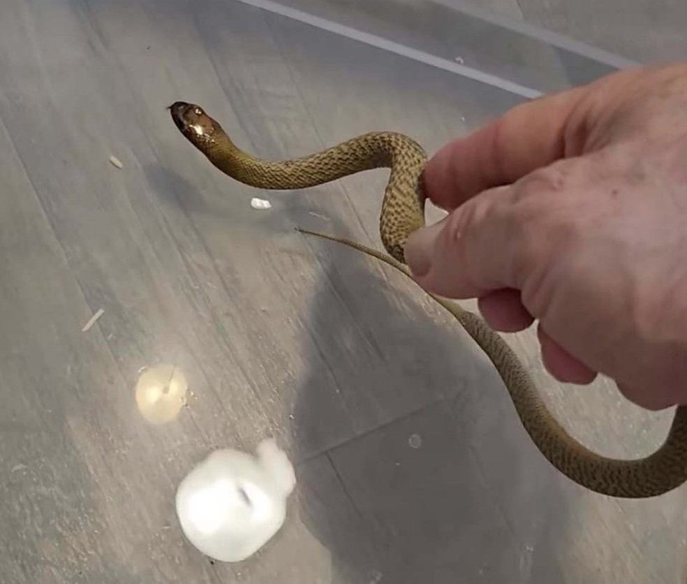 Jeff Leibotwitz com a taipan-do-interior que o picou em casa — Foto: Reprodução/Instagram