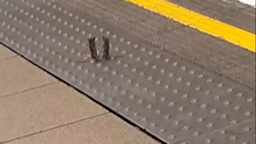 Luta entre ratos no metrô de Londres viraliza - QTU Questões do Universo