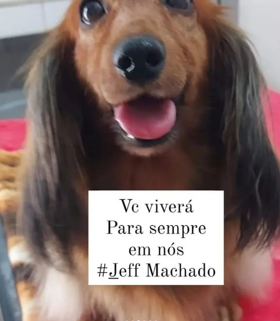 Novos donos de cães de Jeff Machado prestam homenagem — Foto: Reprodução