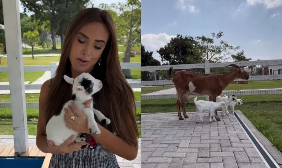 Nicole Bahls batiza novos animais de sítio com nomes dos colegas do 'Dança dos famosos' — Foto: Reprodução/Instagram