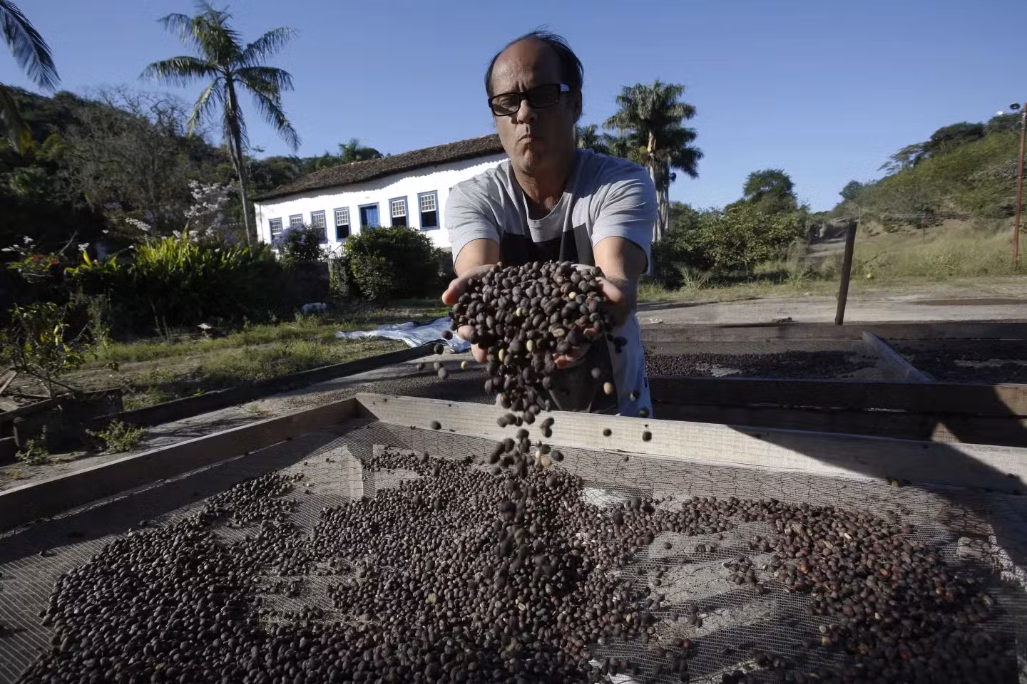 Fazenda da Taquara. Depois da colheita, grãos ficam cerca de um mês em diferentes etapas de secagem — Foto: Custodio Coimbra/Agência O Globo