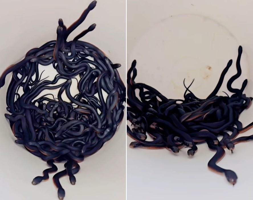 Morador encontra mais de cem cobras venenosas no quintal da sua casa, em Sydney (Austrália)