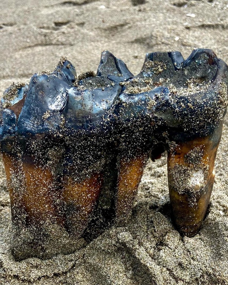 Dente de mastodonte em uma praia na Califórnia: descoberta foi feita por mulher que caminhava no local