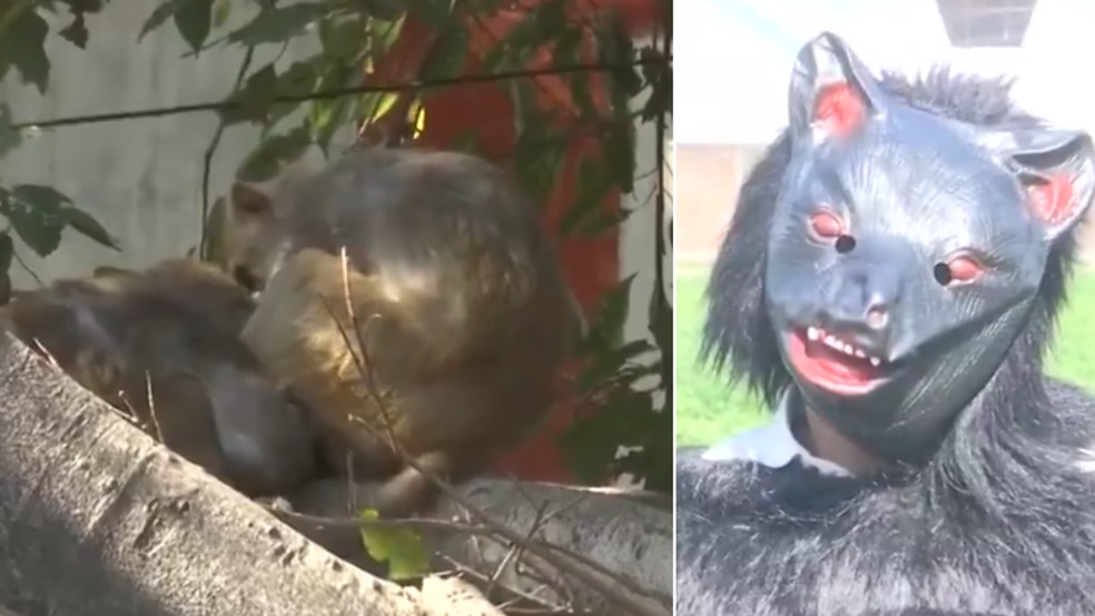 "Pelo menos mais dois fazendeiros estão se fantasiando de urso também para espantar os macacos", contou o agricultor Dharambir — Foto: Reprodução/X