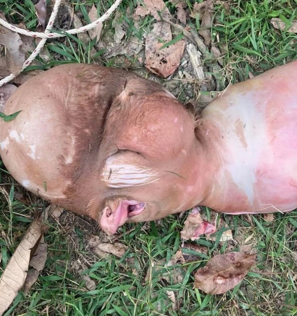 Bezerro nasce com 'cabeça humana' em vilarejo na Tailândia e gera desconfiança entre moradores — Foto: Reprodução