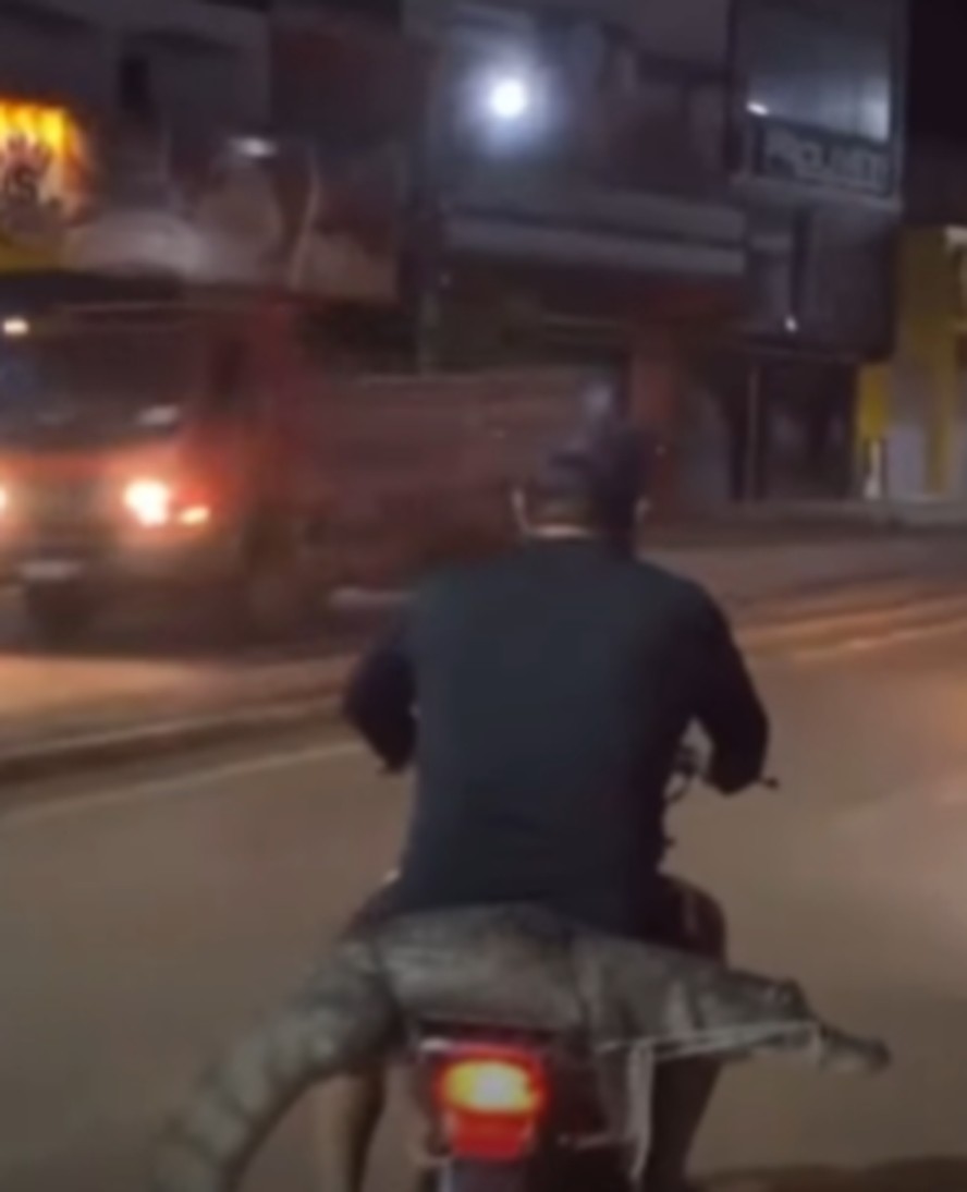Homem leva jacaré em garupa de moto