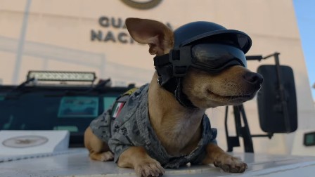 Conheça Comando, o chihuahua ‘general de quatro patas’ da Guarda Nacional mexicana
