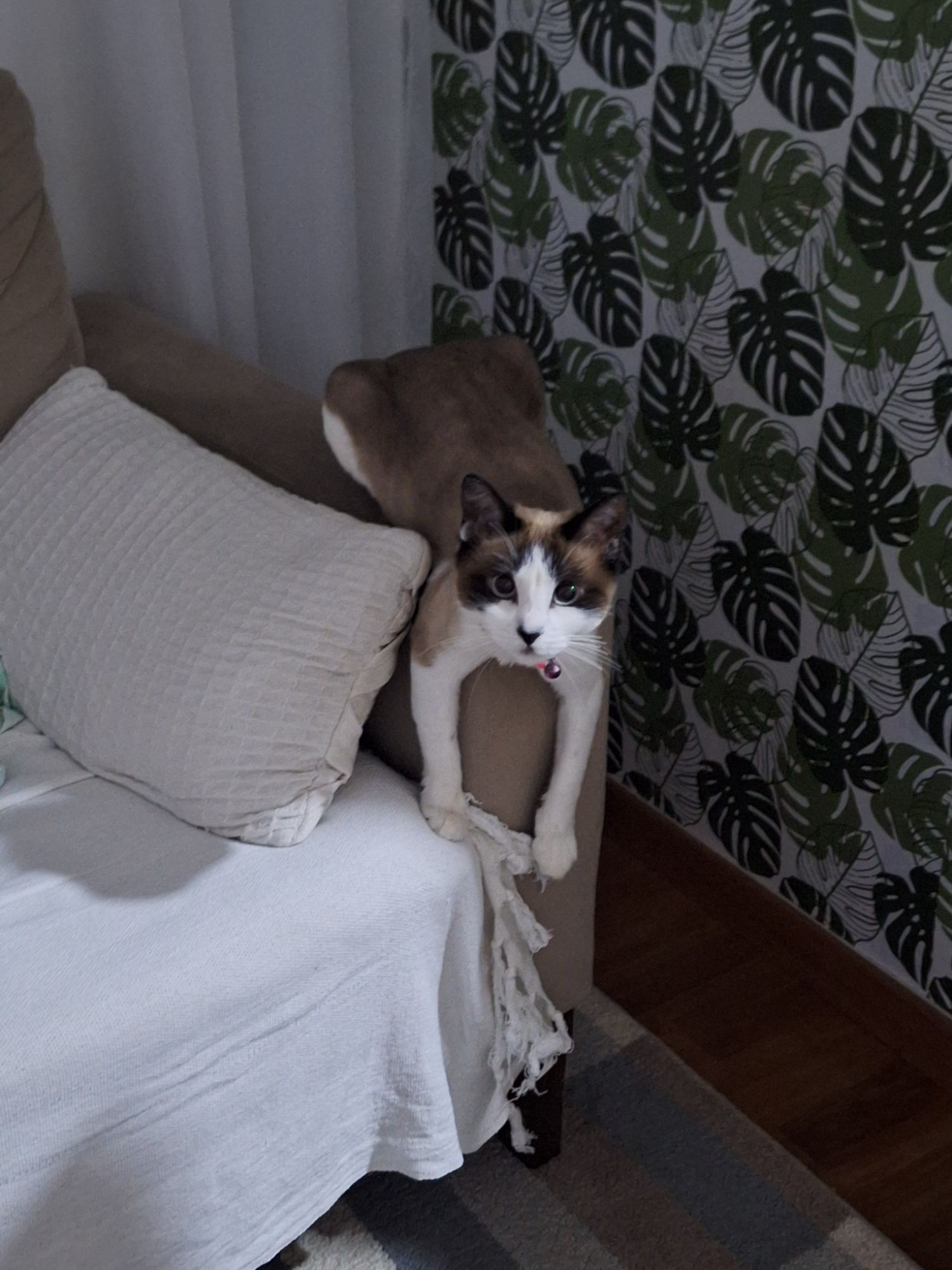 'Ganhou um lar e uma família que a ama muito': conheça a gatinha Charlotte