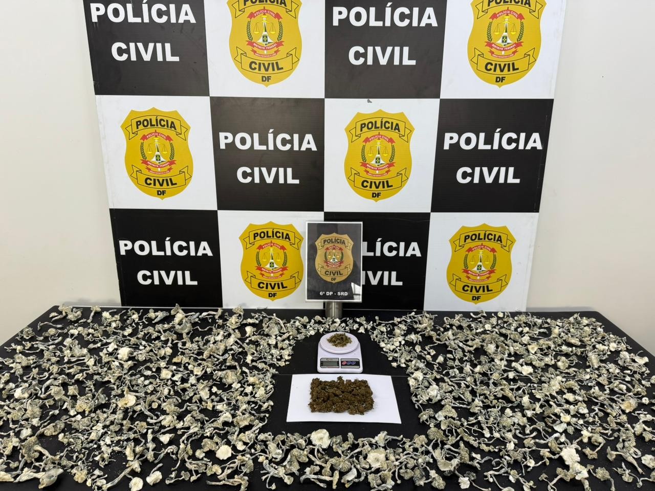 Laboratório clandestino de cogumelos alucinógenos é encontrado no DF após prisão de motorista de aplicativo - Foto