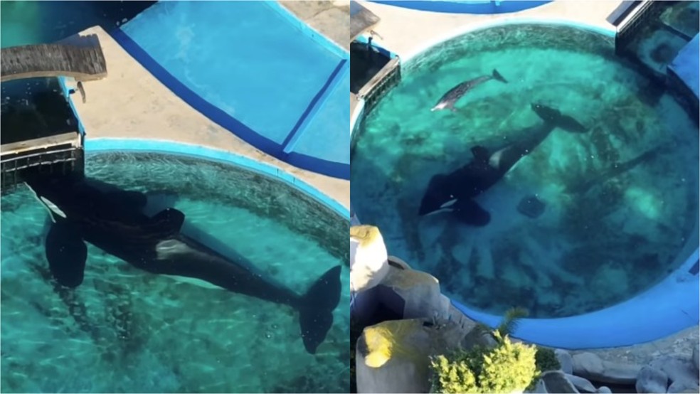 Chamado de Kshamenk, animal fica em uma piscina de apenas 12 metros de largura e 4 de profundidade — Foto: Reprodução/Instagram