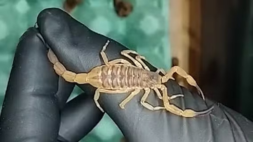 Picada de escorpião mata? Saiba o que fazer em caso de ataque do animal
