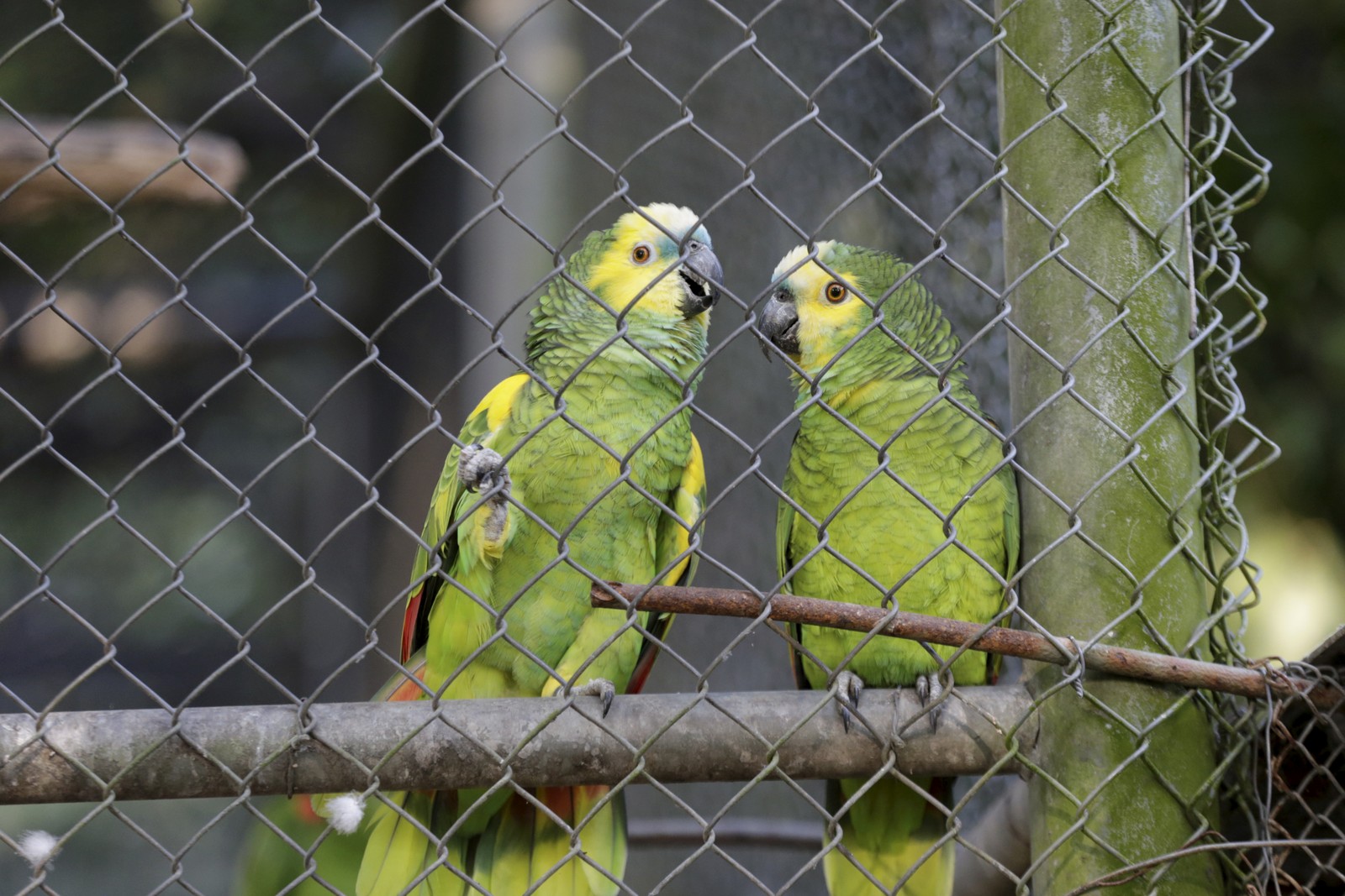 Papagaio-de-ombro-amarelo.   — Foto: Domingos Peixoto / Agência O Globo
