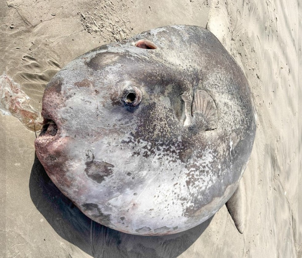 Raro peixe-lua de 2,2m é encontrado na areia de praia nos EUA — Foto: Reprodução/Facebook(Seaside Aquarium)