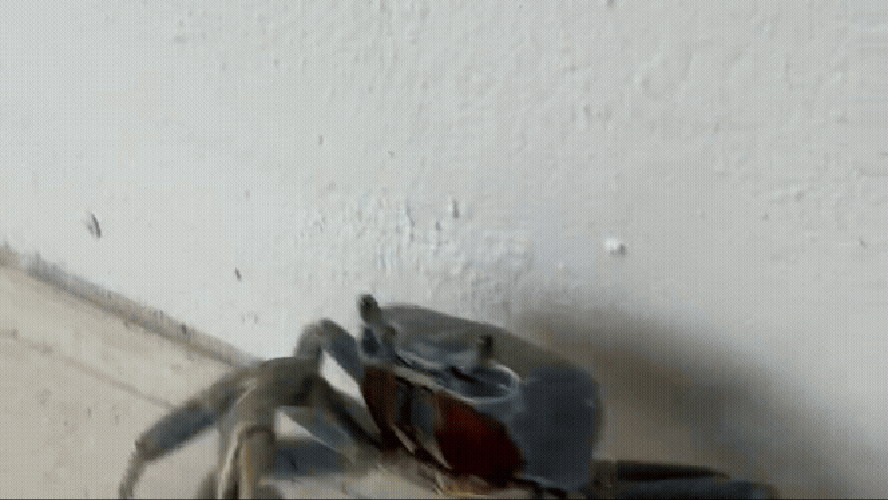 Caranguejo estava armado com lâmina em vídeo gravado na Flórida
