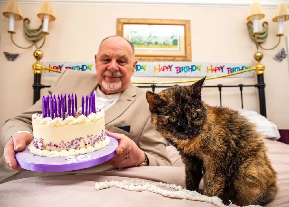 Gata que tem idade equivalente a 146 anos humanos pode entrar para o Livro dos Recordes como a mais velha do mundo - QTU Questões do Universo