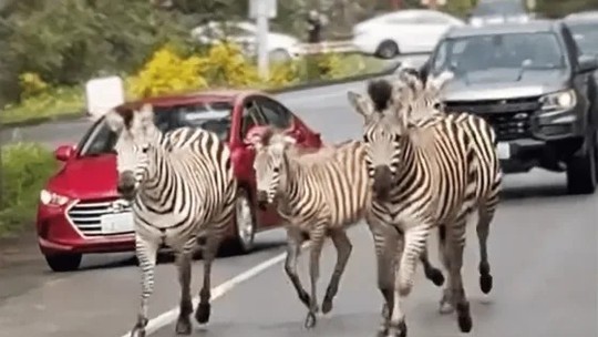 Zebras fugitivas são capturadas por policiais e cowboys nos EUA; uma delas continua foragida