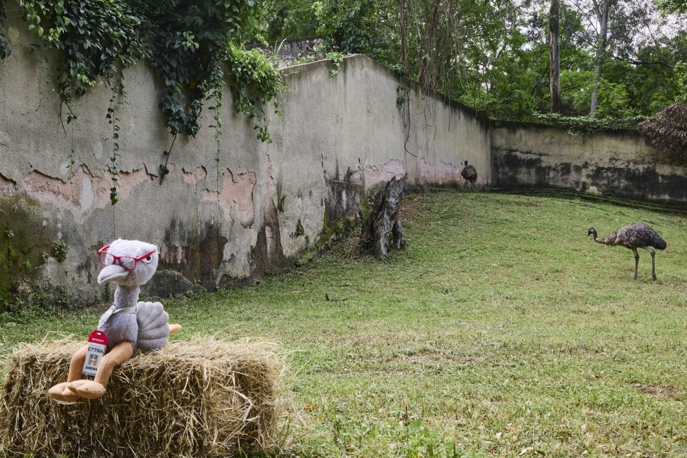 Penas distantes, corações próximos: Ema Jurema conhece primo, o emu visto no viaduto de Campo Grande
