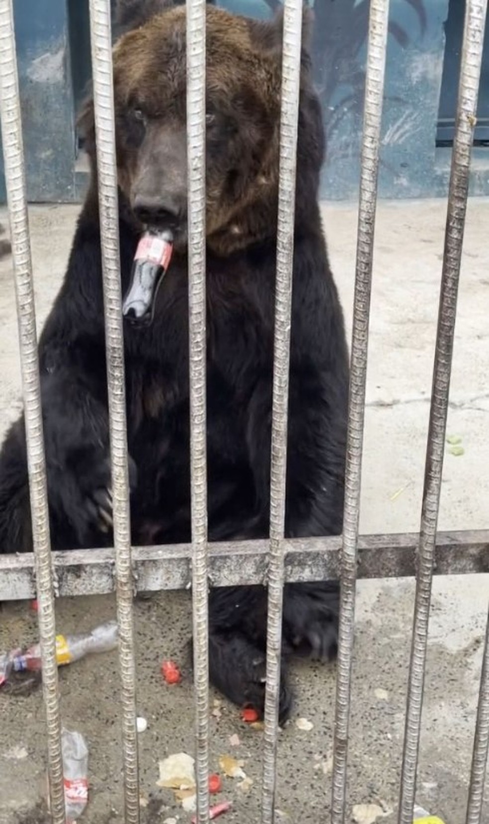 Visitante de zoo na China d&aacute; Coca-Cola a urso e provoca revolta nas redes sociais &mdash; Foto: Reprodu&ccedil;&atilde;o