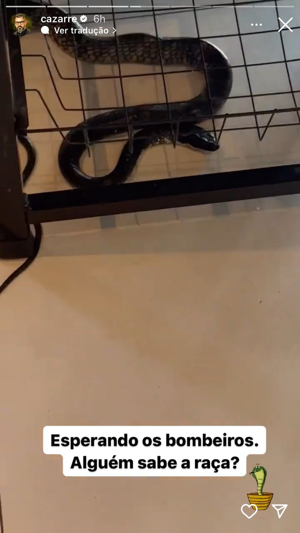 Juliano Cazarré encontra cobra em sua casa e aciona Bombeiros: 'Que beleza' — Foto: reprodução