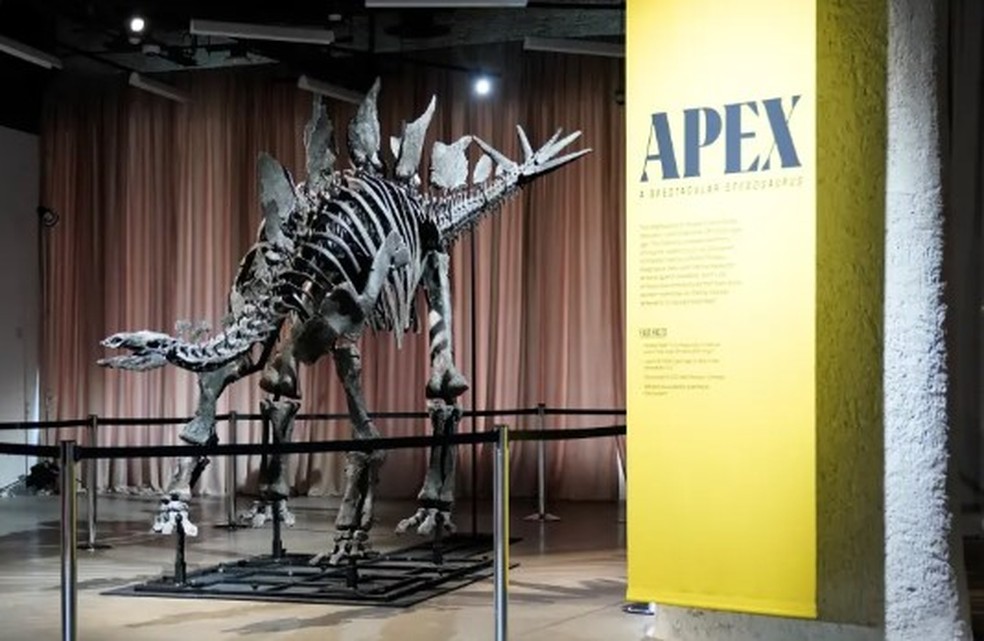 Estegossauro Apex, de 150 milh&otilde;es de anos, foi arrematado em leil&atilde;o por R$ 262 milh&otilde;es &mdash; Foto: AFP
