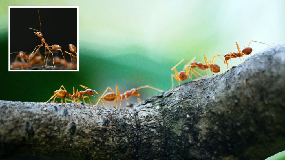 Reações alérgicas a picadas de formigas-de-fogo podem incluir tontura, queda da pressão arterial, perda de consciência e até paradas cardíacas — Foto: Pexels