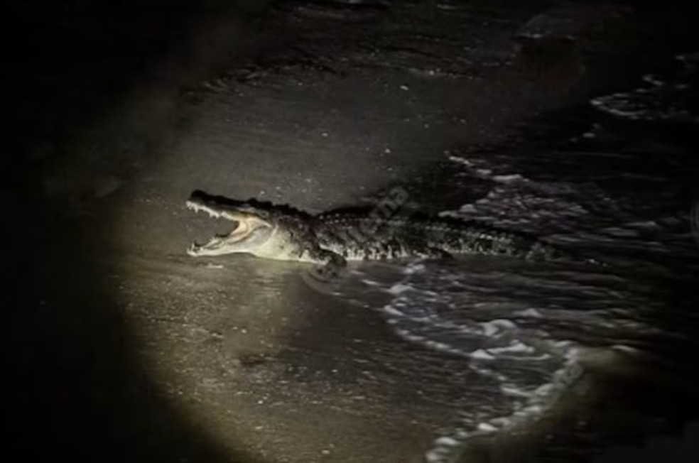 Crocodilo em praia de Puerto Vallarta — Foto: Reprodução/Facebook