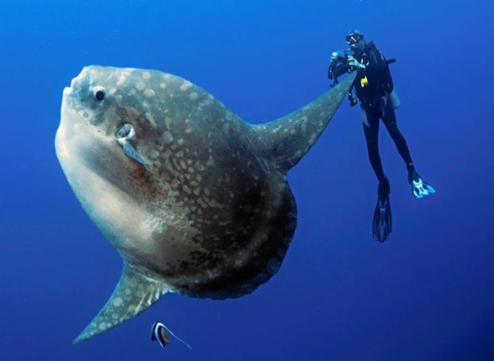 Peixe-lua pode pesar 2,7 toneladas &mdash; Foto: Reprodu&ccedil;&atilde;o/Reddit