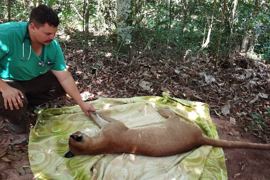 Após uma bateria de exames, a onça-parda foi devolvida ao seu habitat natural