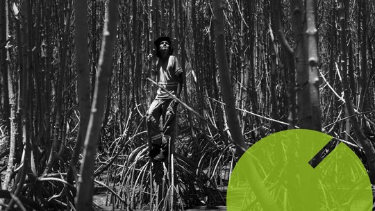 O mangue que une Caxias e Recife no carnaval da Grande Rio O mangue que une Caxias e Recife no carnaval da Grande Rio