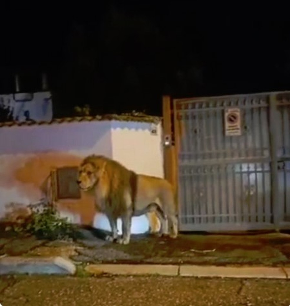 Le&atilde;o de circo solto em rua de Ladispoli, It&aacute;lia &mdash; Foto: Reprodu&ccedil;&atilde;o/X