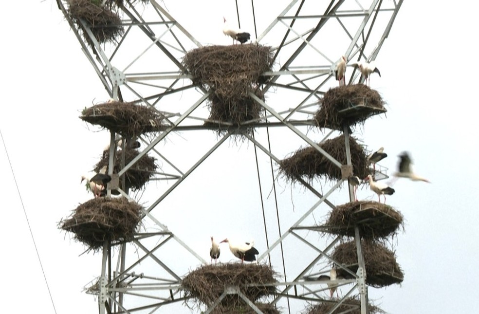 Cegonhas desistem de migrar e fazem ninhos em postes de eletricidade em Portugal — Foto: AFP