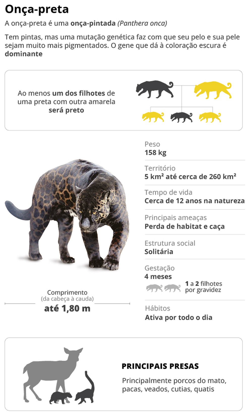 Conhe&ccedil;a a on&ccedil;a-preta &mdash; Foto: Editoria de Arte