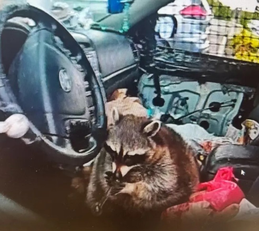 Guaxinim &eacute; flagrado segurando cachimbo com anfetamina durante blitz contra motorista flagrada com drogas nos EUA &mdash; Foto: Reprodu&ccedil;&atilde;o/Springfield Township Police Department