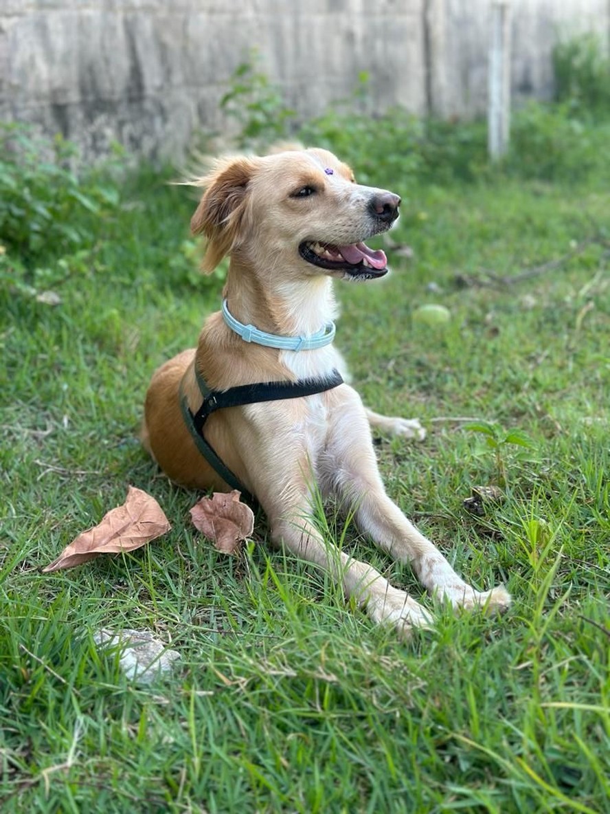 Saluki veterinaria outlet